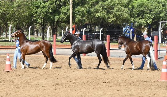 Olímpia recebe 2ª Expo Especializada das Águas em outubro com Cavalos da raça Mangalarga Marchador