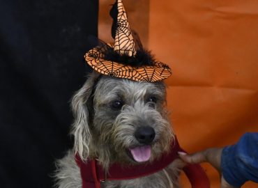 Halloween é tema de nova campanha de adoção animal
