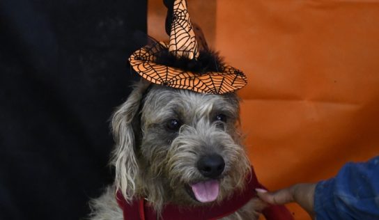 Halloween é tema de nova campanha de adoção animal